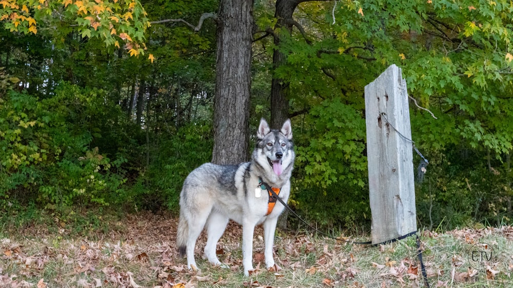 a husky dog standing next to a wooden fence