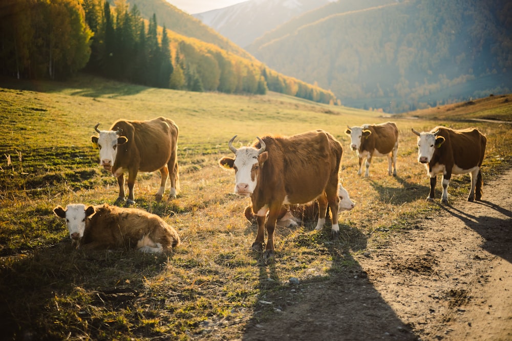 um rebanho de vacas em cima de um campo coberto de grama