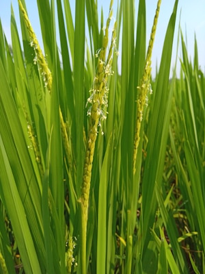 Workers carefully inspecting rice plants during the growing season.