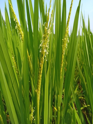 Close-up view of vibrant green rice plants with tall, slender leaves and partially matured stalks. Tiny white flowering parts are visible, indicating the stage of growth.