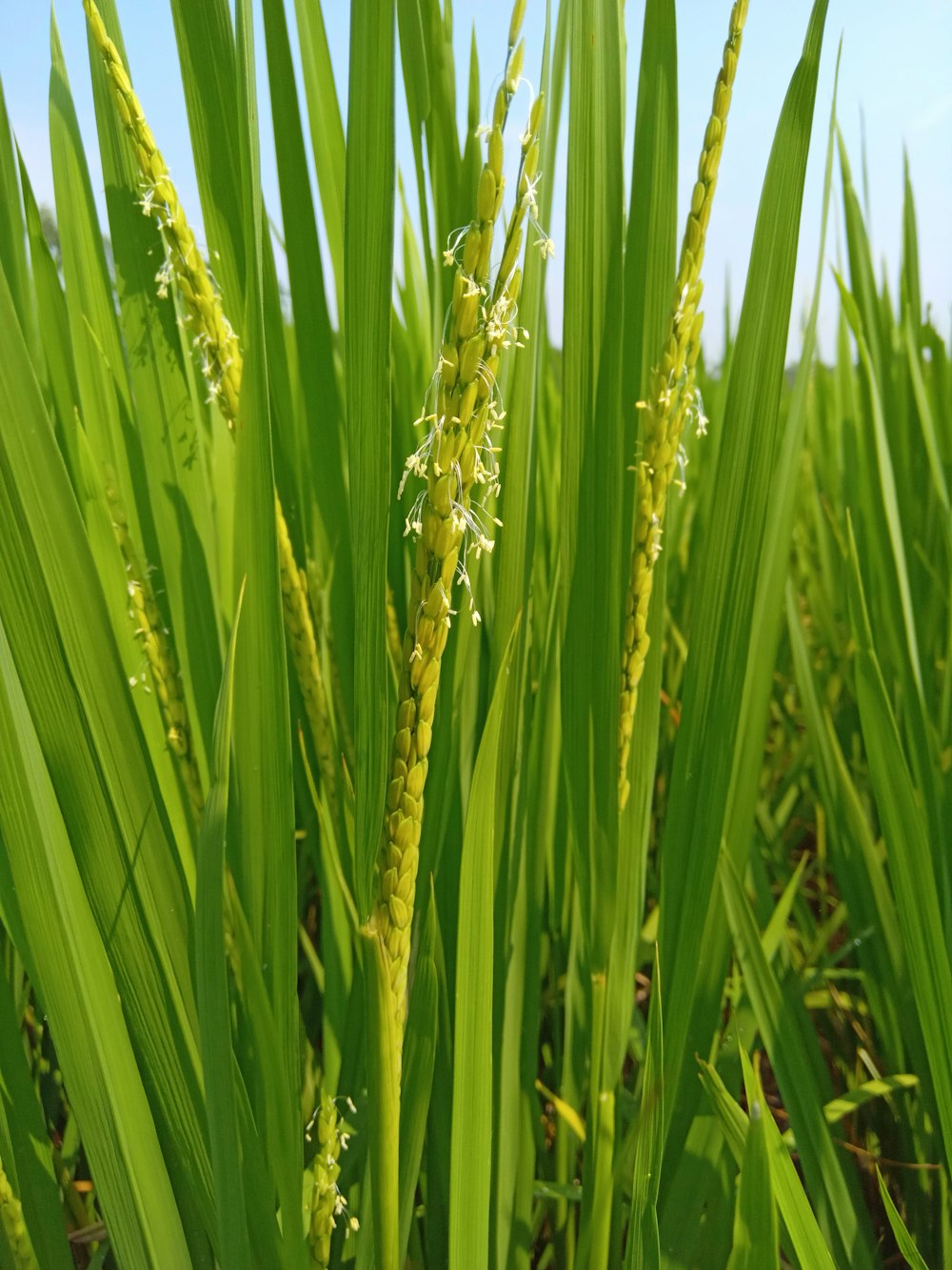 a close up of a green plant in a field