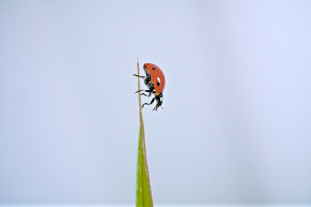 a lady bug sitting on top of a green plant