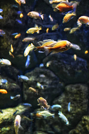 Screenshot of an underwater fishing scene with colorful fish swimming near a virtual lure.