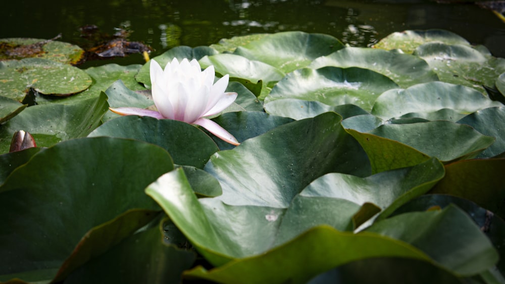 a white flower is in the middle of a pond