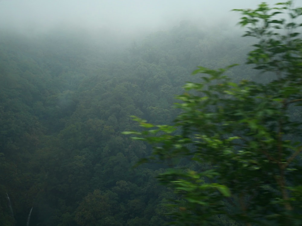 a view of a forest in the middle of a foggy day