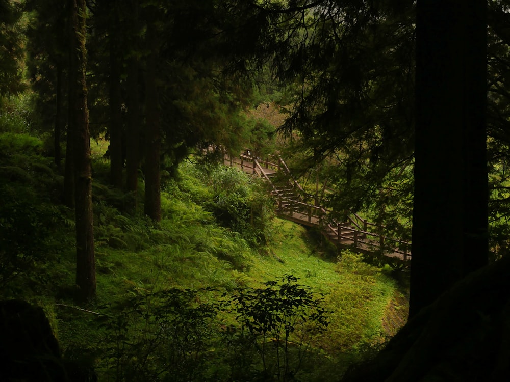 a path in the woods leading to a wooden bridge