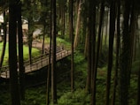 A serene forest scene with tall trees and a wooden walkway elevated above the forest floor. The walkway winds through the lush greenery, and a person is walking along it. Sunlight filters through the canopy, creating dappled patterns on the ground. In the background, a building partially obscured by trees can be seen.