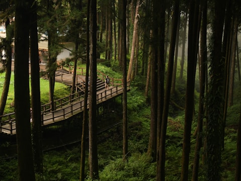 A serene forest scene with tall trees and a wooden walkway elevated above the forest floor. The walkway winds through the lush greenery, and a person is walking along it. Sunlight filters through the canopy, creating dappled patterns on the ground. In the background, a building partially obscured by trees can be seen.
