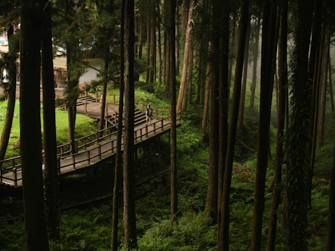 A serene forest scene with tall trees and a wooden walkway elevated above the forest floor. The walkway winds through the lush greenery, and a person is walking along it. Sunlight filters through the canopy, creating dappled patterns on the ground. In the background, a building partially obscured by trees can be seen.