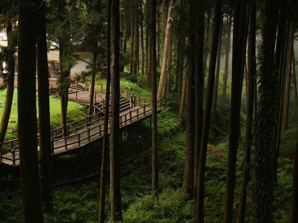 a bridge in the middle of a lush green forest