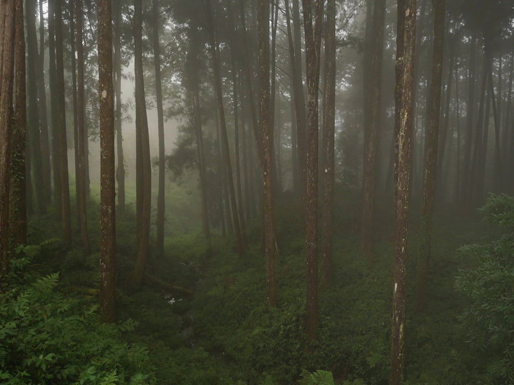 a forest filled with lots of tall trees