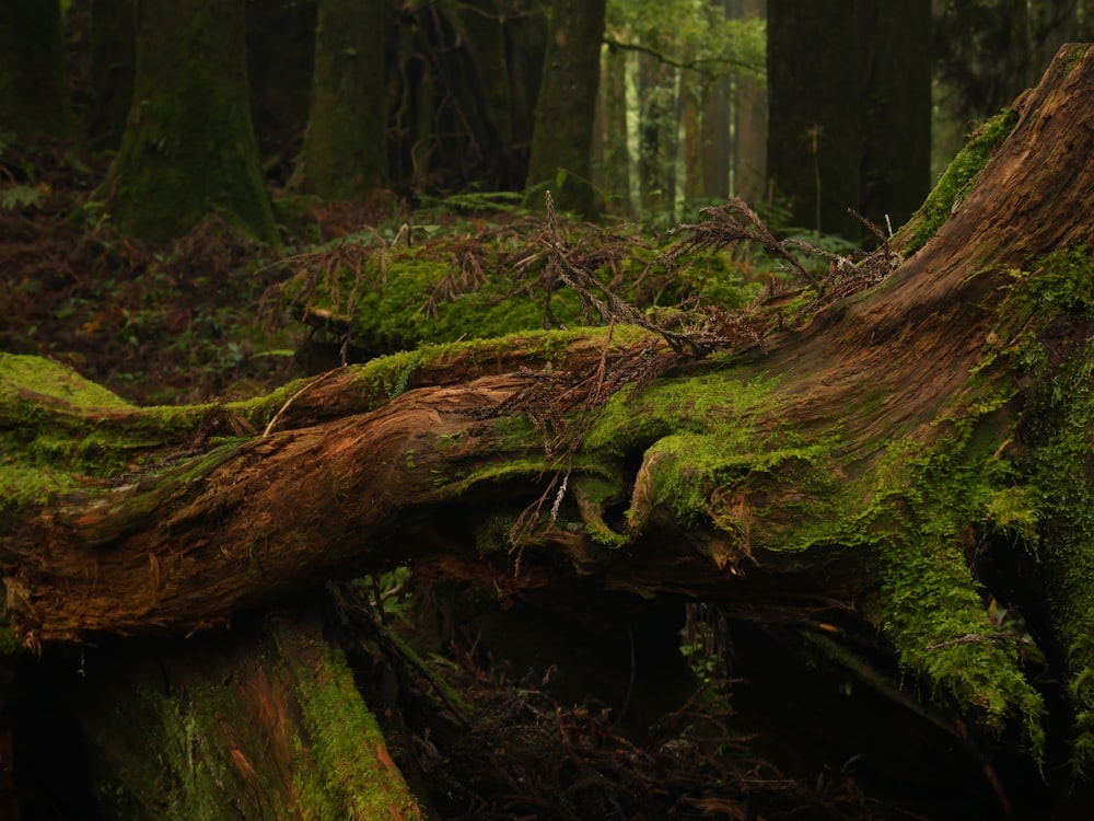 a moss covered tree trunk in a forest