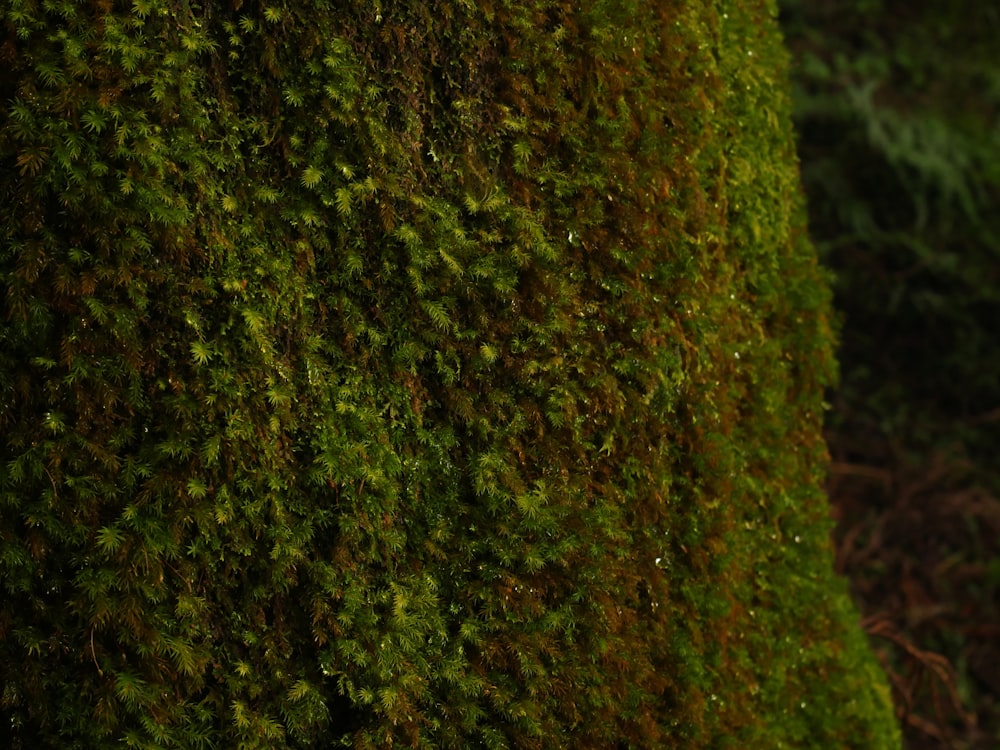 a close up of a moss covered wall