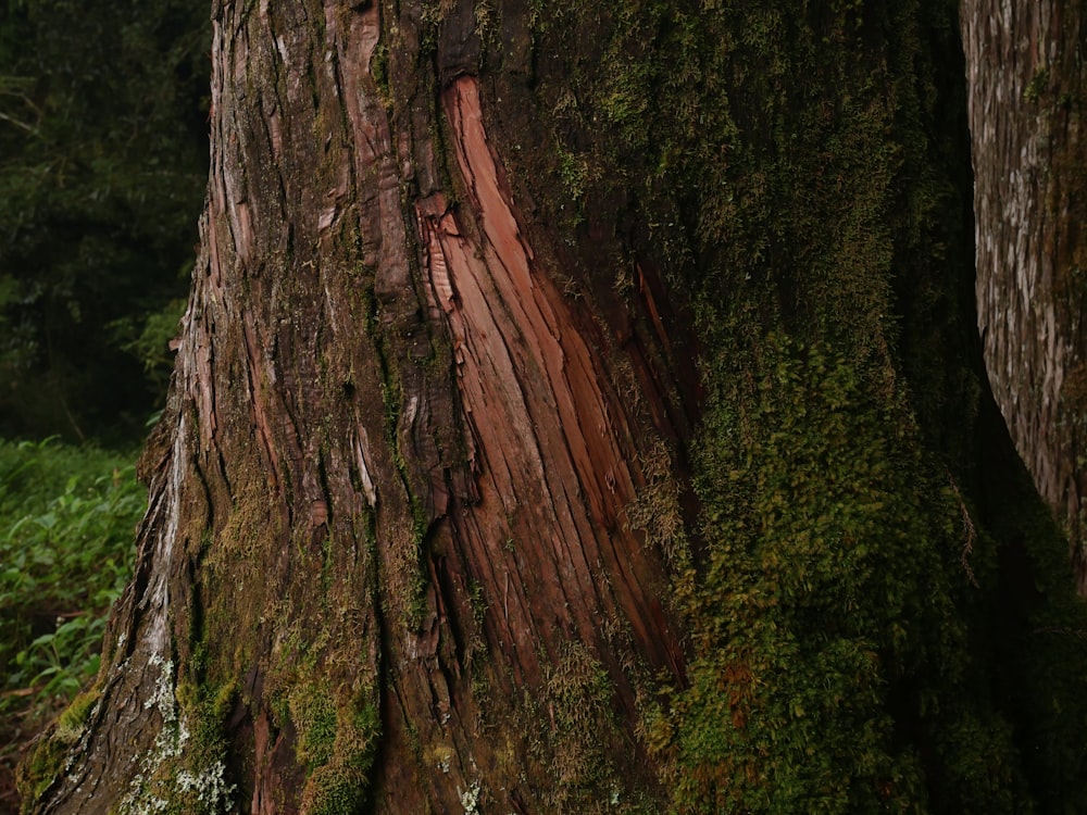 a large tree with moss growing on it