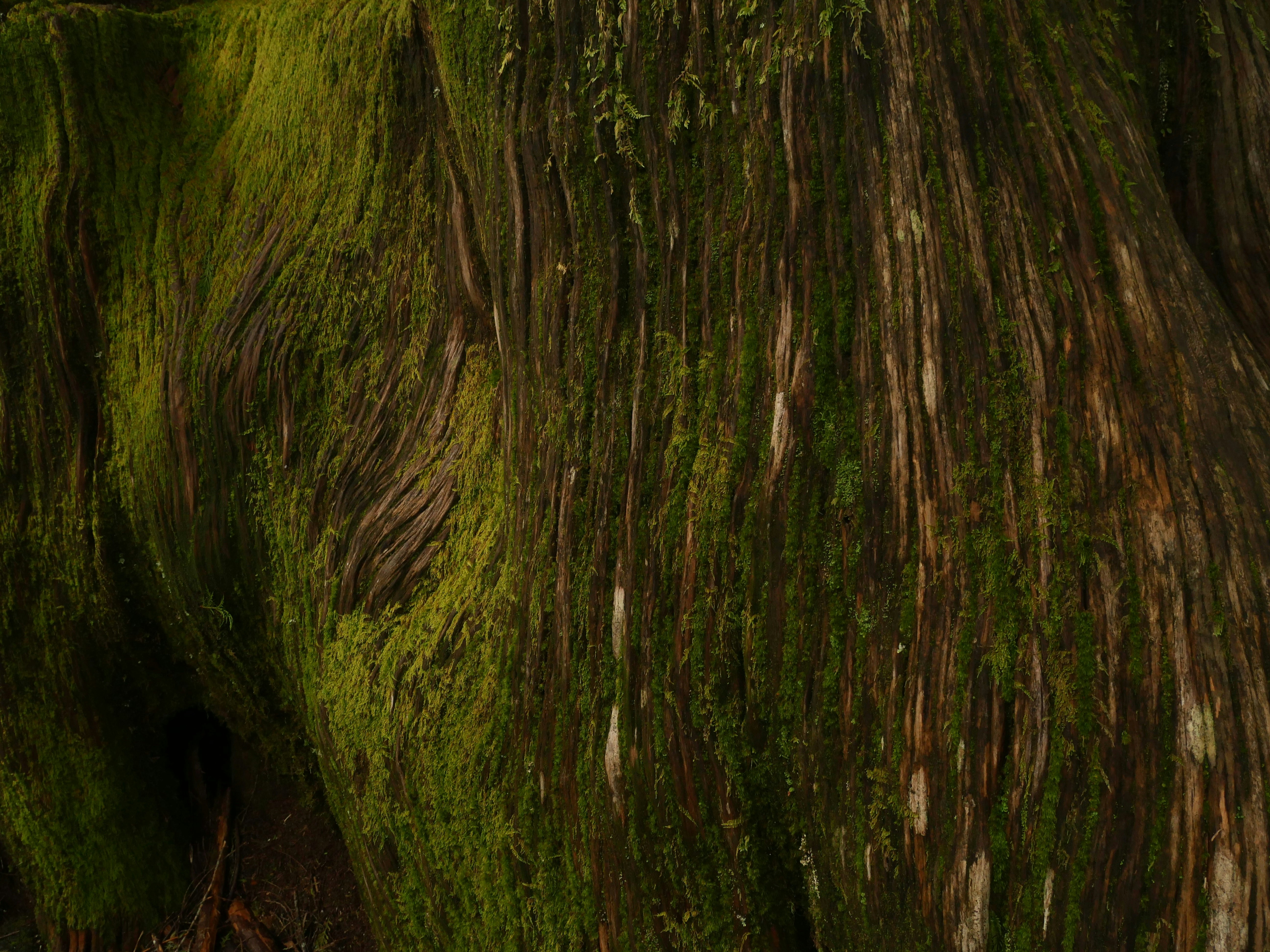 Freshness Preservation and Storage Best Practices to Maintain aroma and THCA Integrity