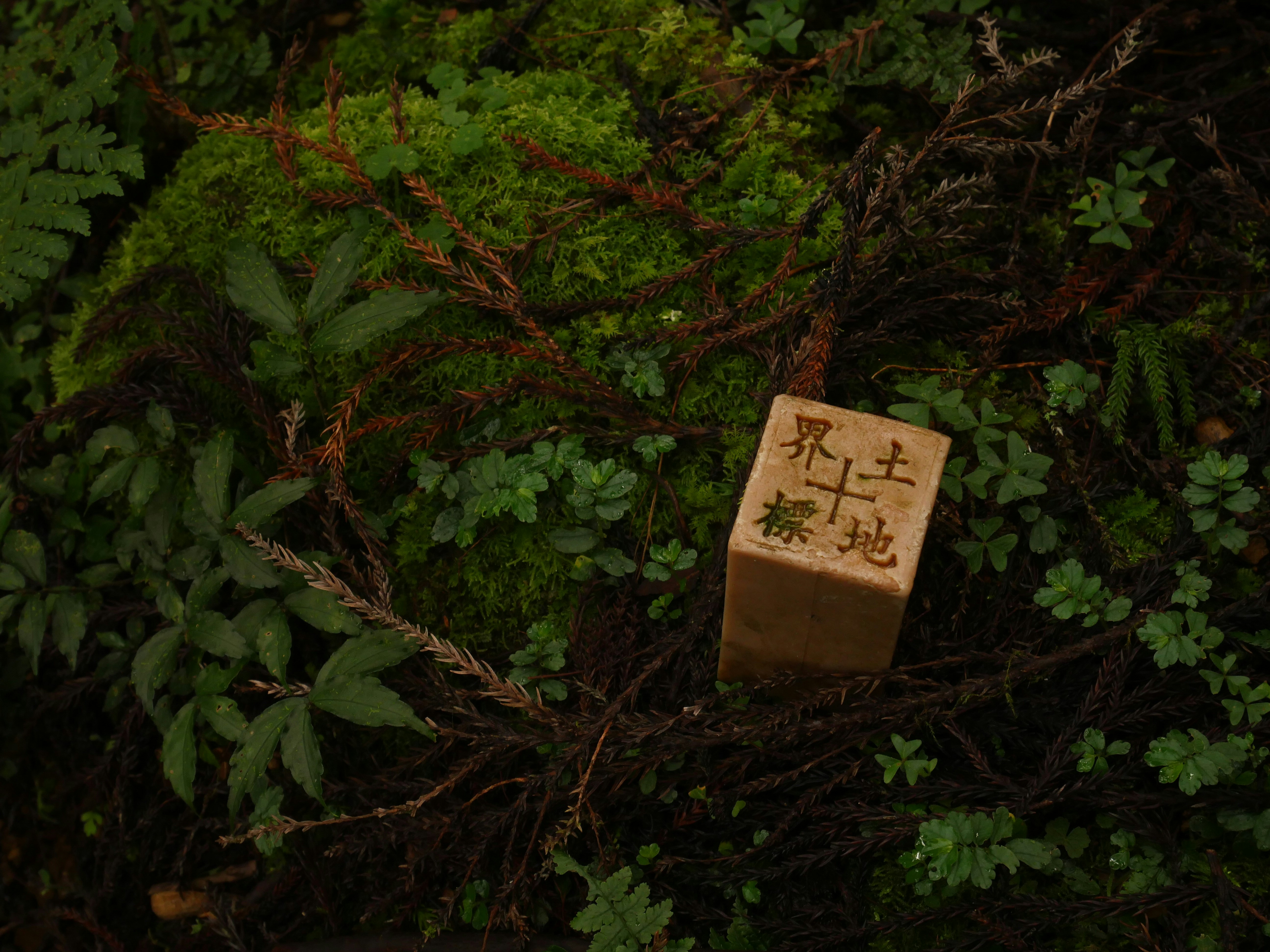 a wooden block with writing on it sitting in the middle of a forest