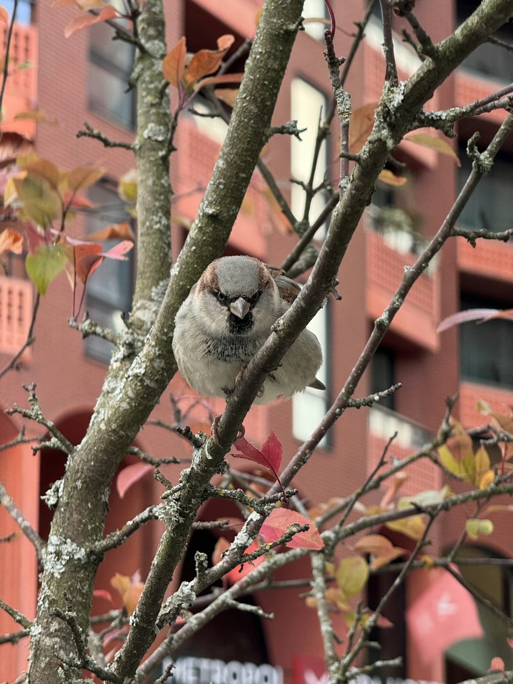 a bird sitting on a tree branch in front of a building