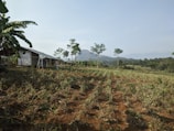 A rural landscape featuring a small structure made of metal and wood on the left, surrounded by banana trees. In the foreground, rows of crops are planted in red-brown soil. The background shows rolling hills and distant mountains under a clear sky.