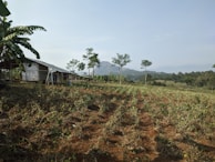 A rural landscape featuring a small structure made of metal and wood on the left, surrounded by banana trees. In the foreground, rows of crops are planted in red-brown soil. The background shows rolling hills and distant mountains under a clear sky.