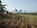 A rural landscape featuring a small structure made of metal and wood on the left, surrounded by banana trees. In the foreground, rows of crops are planted in red-brown soil. The background shows rolling hills and distant mountains under a clear sky.