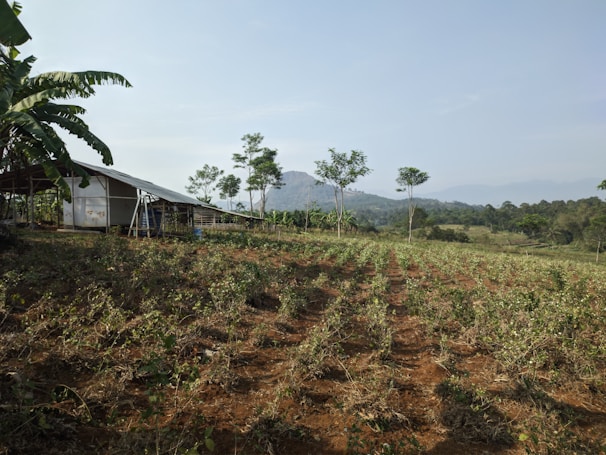 A rural landscape featuring a small structure made of metal and wood on the left, surrounded by banana trees. In the foreground, rows of crops are planted in red-brown soil. The background shows rolling hills and distant mountains under a clear sky.