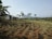 A rural landscape featuring a small structure made of metal and wood on the left, surrounded by banana trees. In the foreground, rows of crops are planted in red-brown soil. The background shows rolling hills and distant mountains under a clear sky.