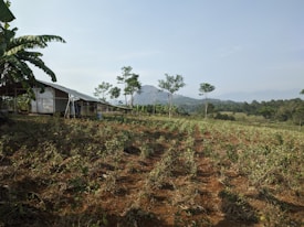 A rural landscape featuring a small structure made of metal and wood on the left, surrounded by banana trees. In the foreground, rows of crops are planted in red-brown soil. The background shows rolling hills and distant mountains under a clear sky.