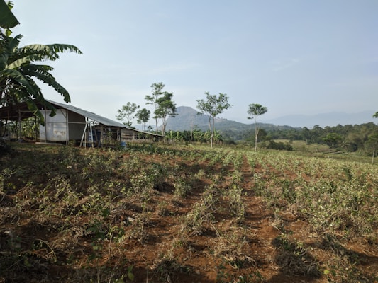 A rural landscape featuring a small structure made of metal and wood on the left, surrounded by banana trees. In the foreground, rows of crops are planted in red-brown soil. The background shows rolling hills and distant mountains under a clear sky.