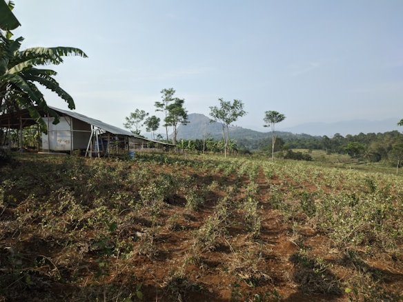 A rural landscape featuring a small structure made of metal and wood on the left, surrounded by banana trees. In the foreground, rows of crops are planted in red-brown soil. The background shows rolling hills and distant mountains under a clear sky.