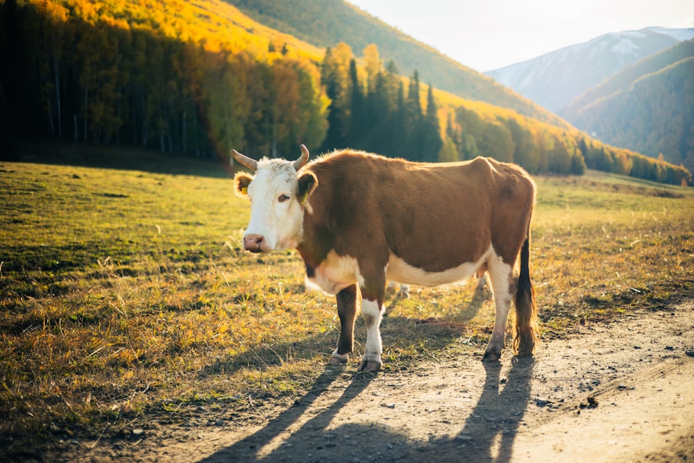 uma vaca marrom e branca em pé em uma estrada de terra