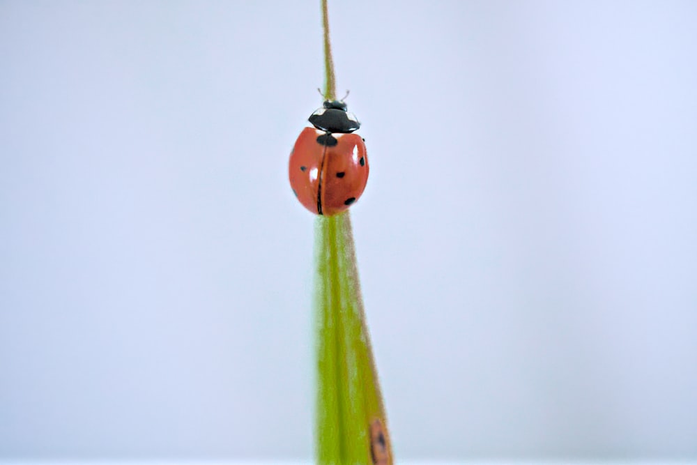 a lady bug sitting on top of a green plant