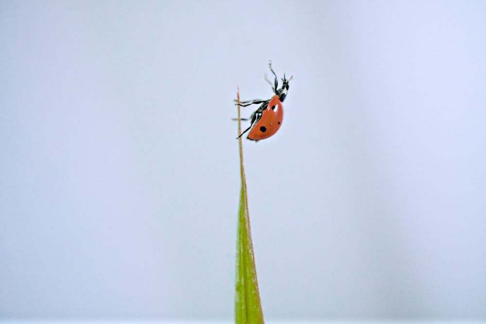 a couple of ladybugs sitting on top of a green plant
