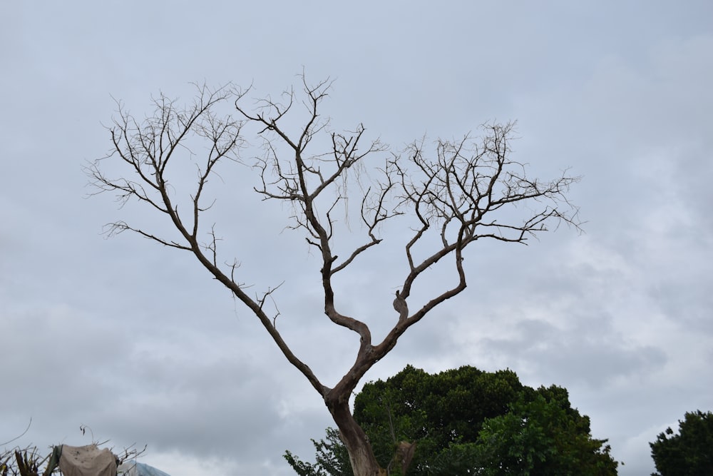 a bare tree with no leaves on a cloudy day