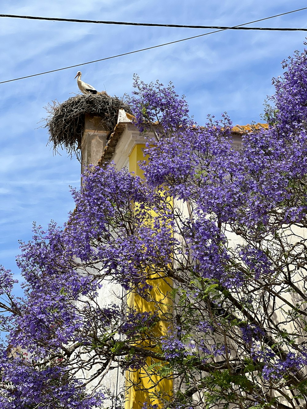 a bird sitting on top of a nest in a tree