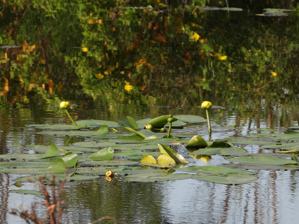 a group of water lilies floating on top of a lake