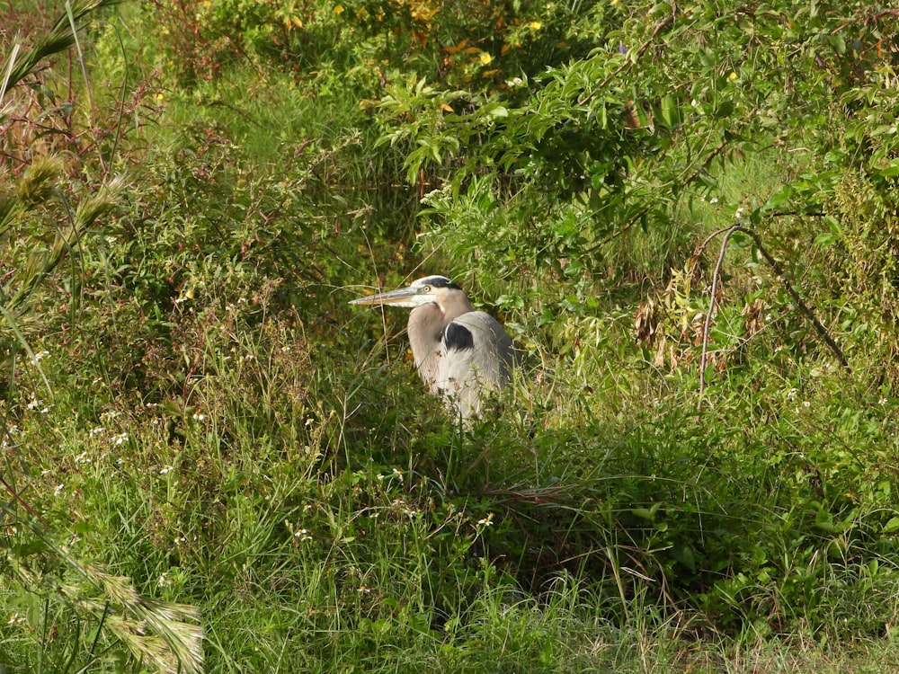 un uccello è in piedi nell'erba alta