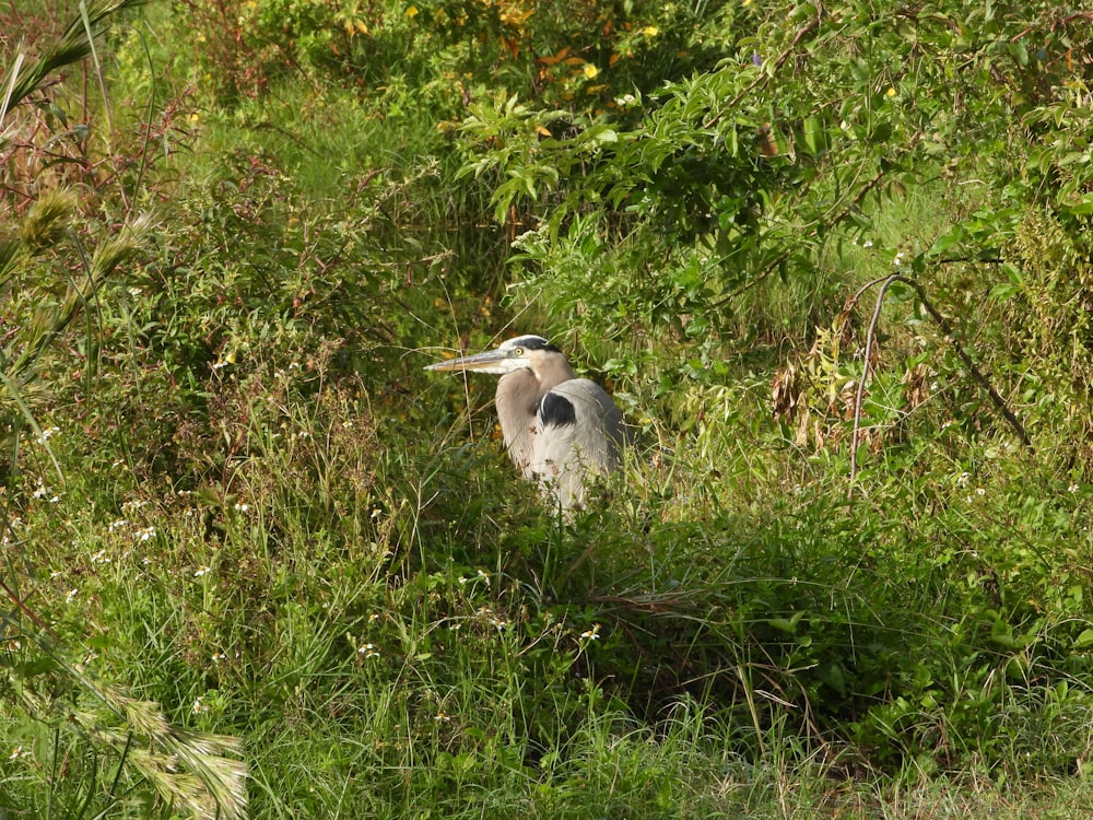 a bird is standing in the tall grass