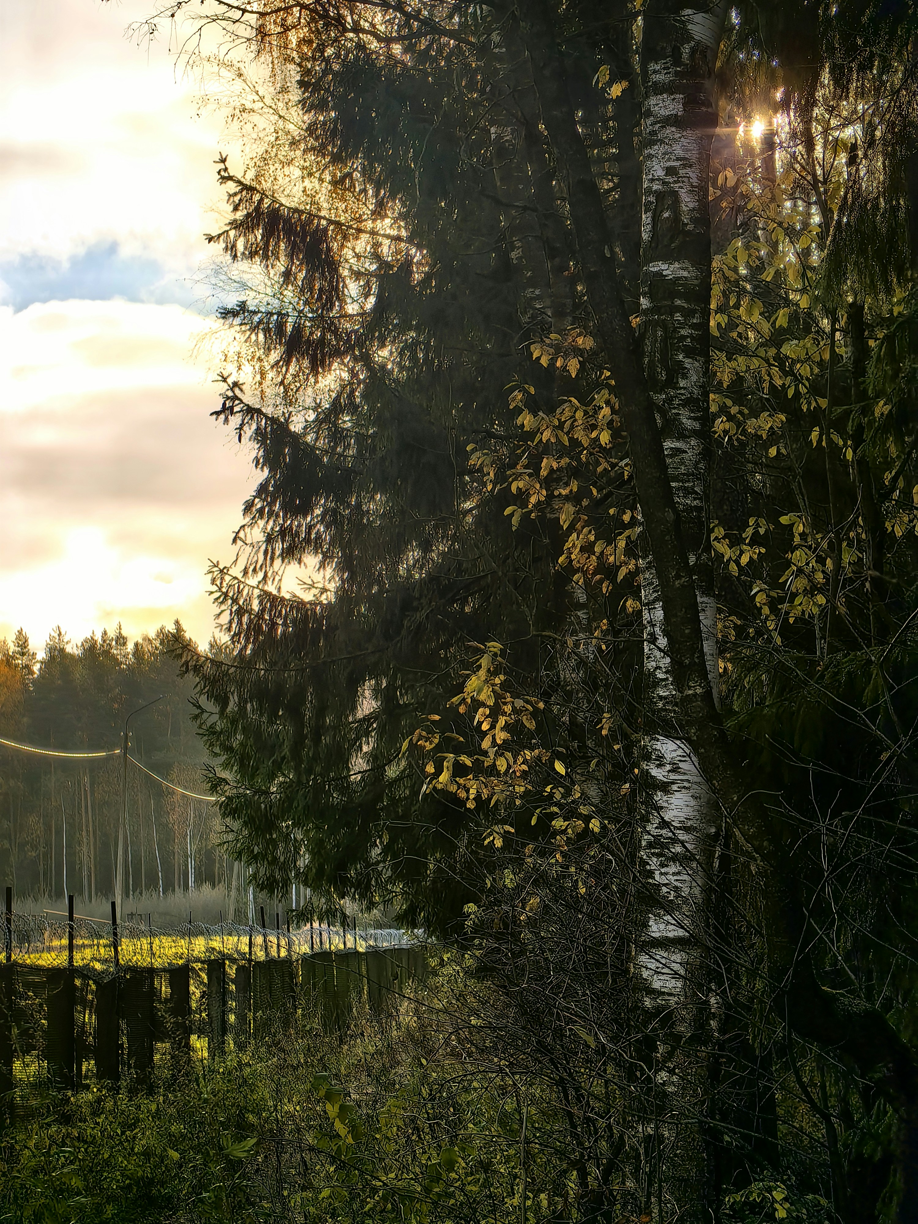 the sun shines through the trees in the woods