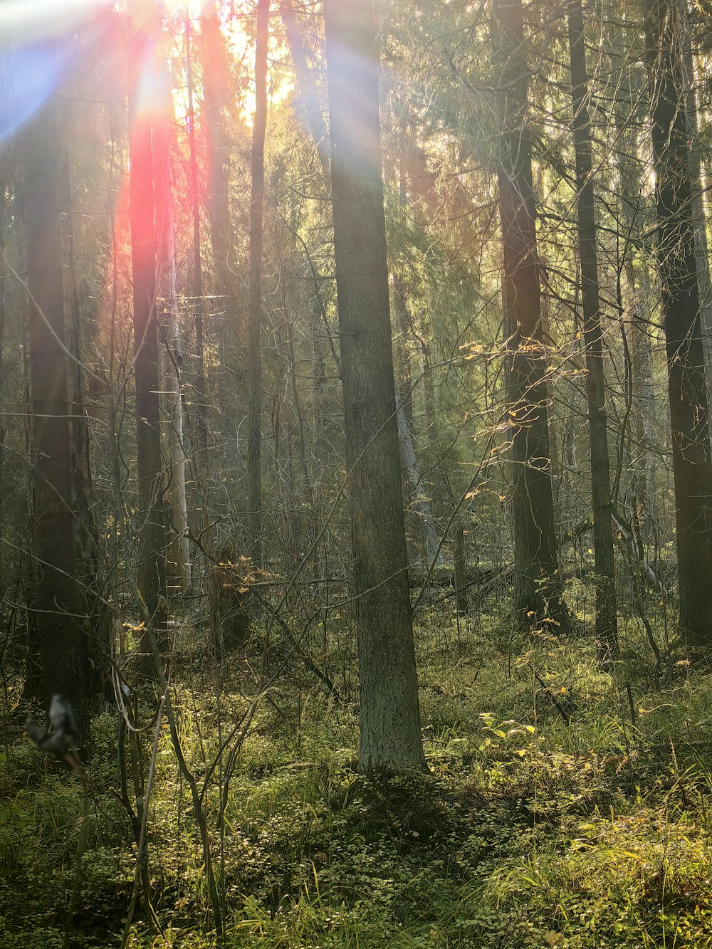 the sun is shining through the trees in the woods