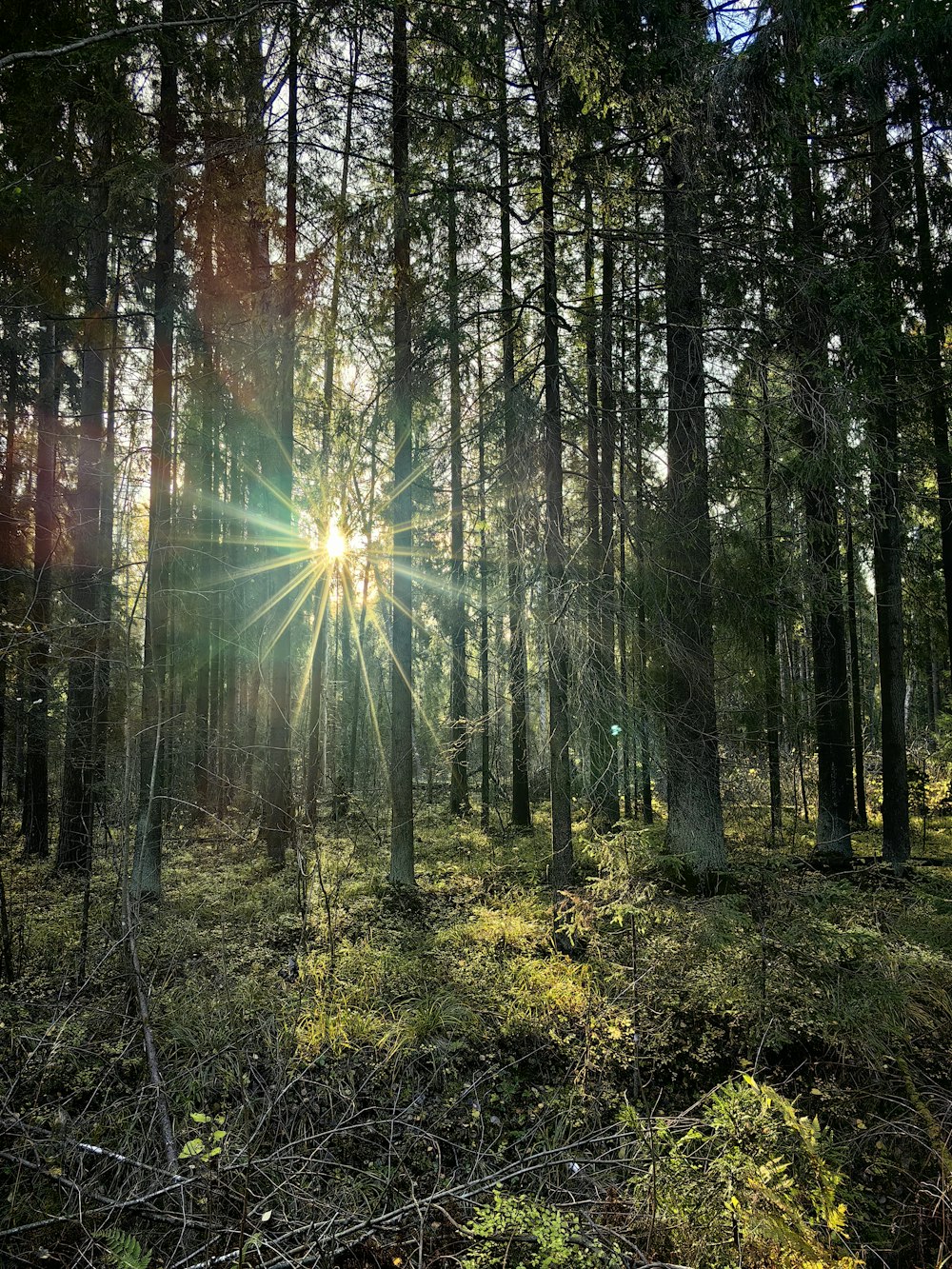 the sun is shining through the trees in the forest