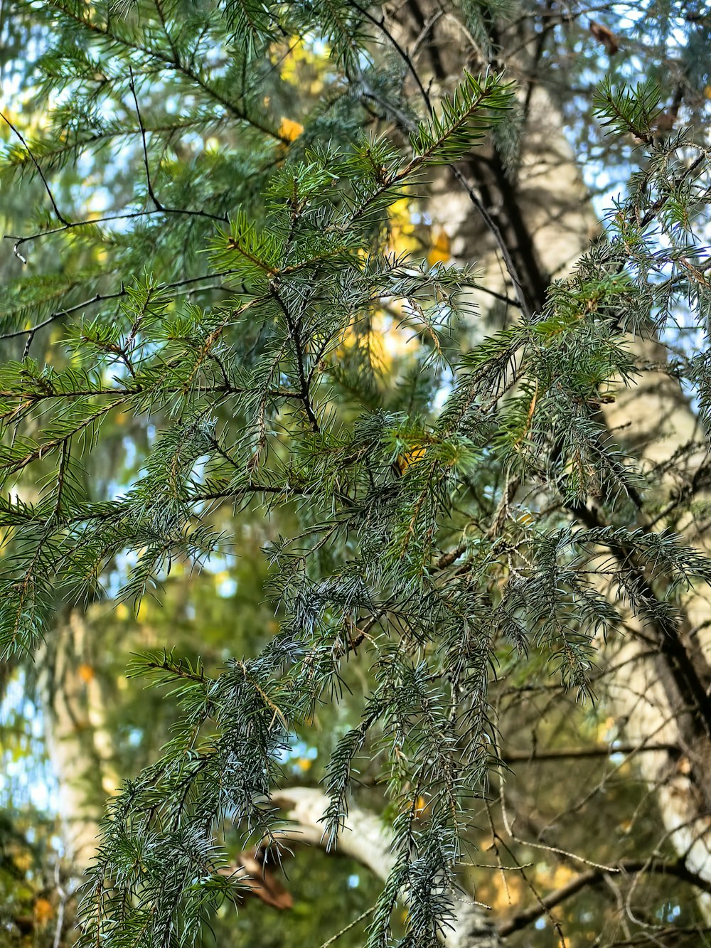 a bird perched on a branch of a tree