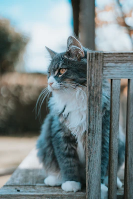 A fluffy cat cozy in a vibrant pleated dress, posing on a wooden bench.