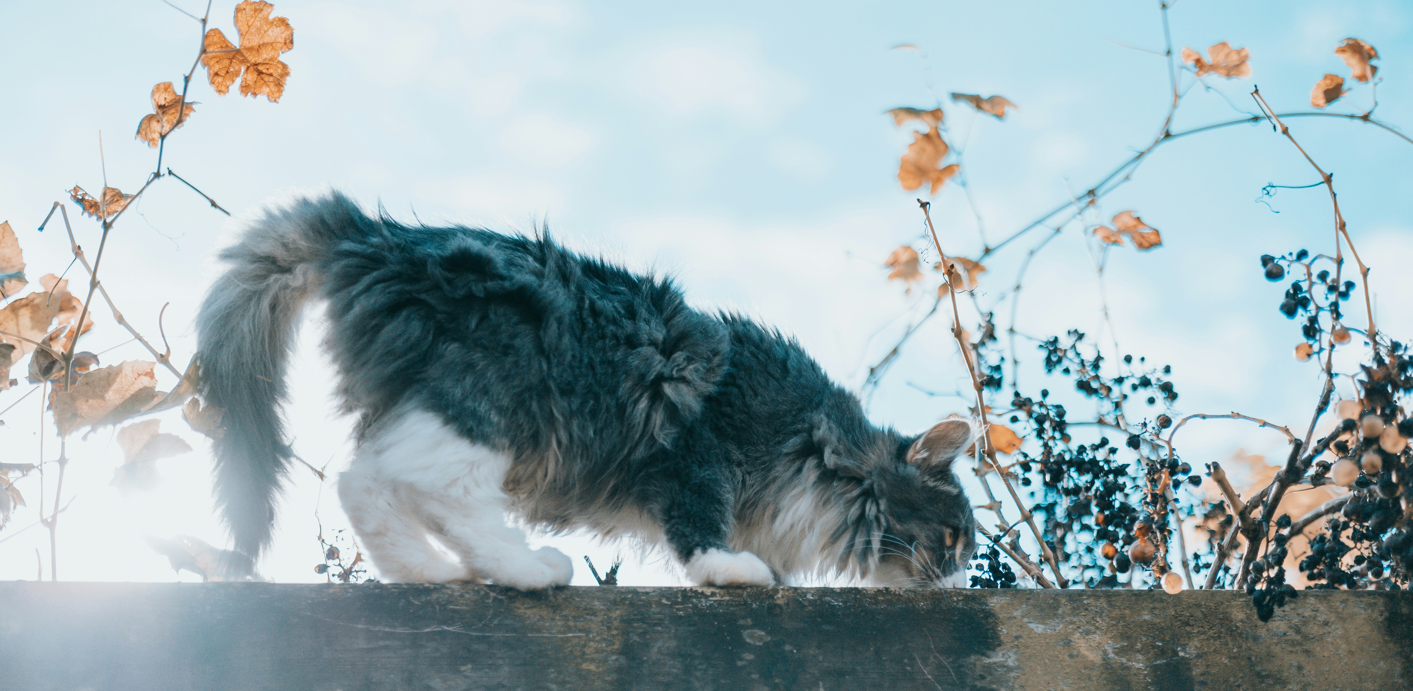 a black and white cat standing on top of a cement wall
