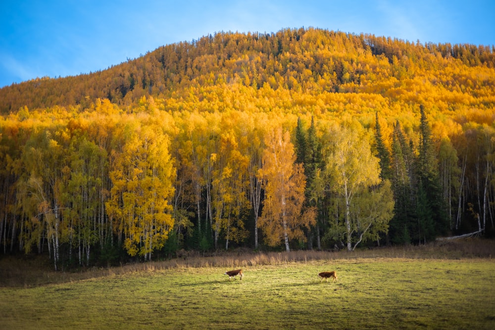 two cows grazing in a field in front of a mountain