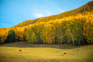 two cows grazing in a field in front of a mountain