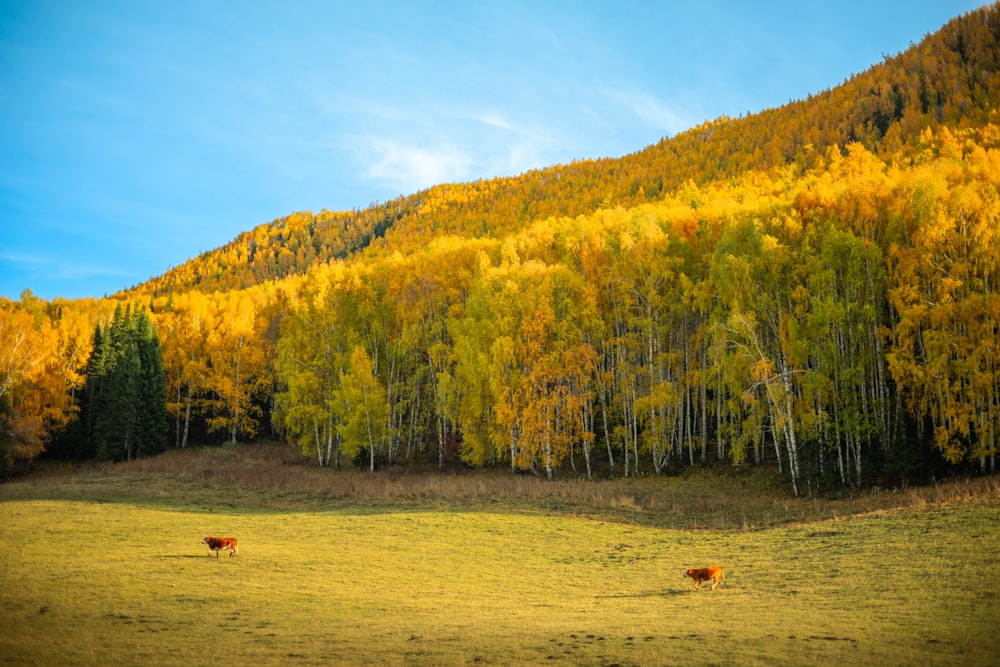 two cows grazing in a field in front of a mountain