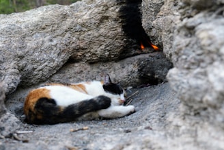 Fire, the orange cat, curled up asleep next to a sunny window.