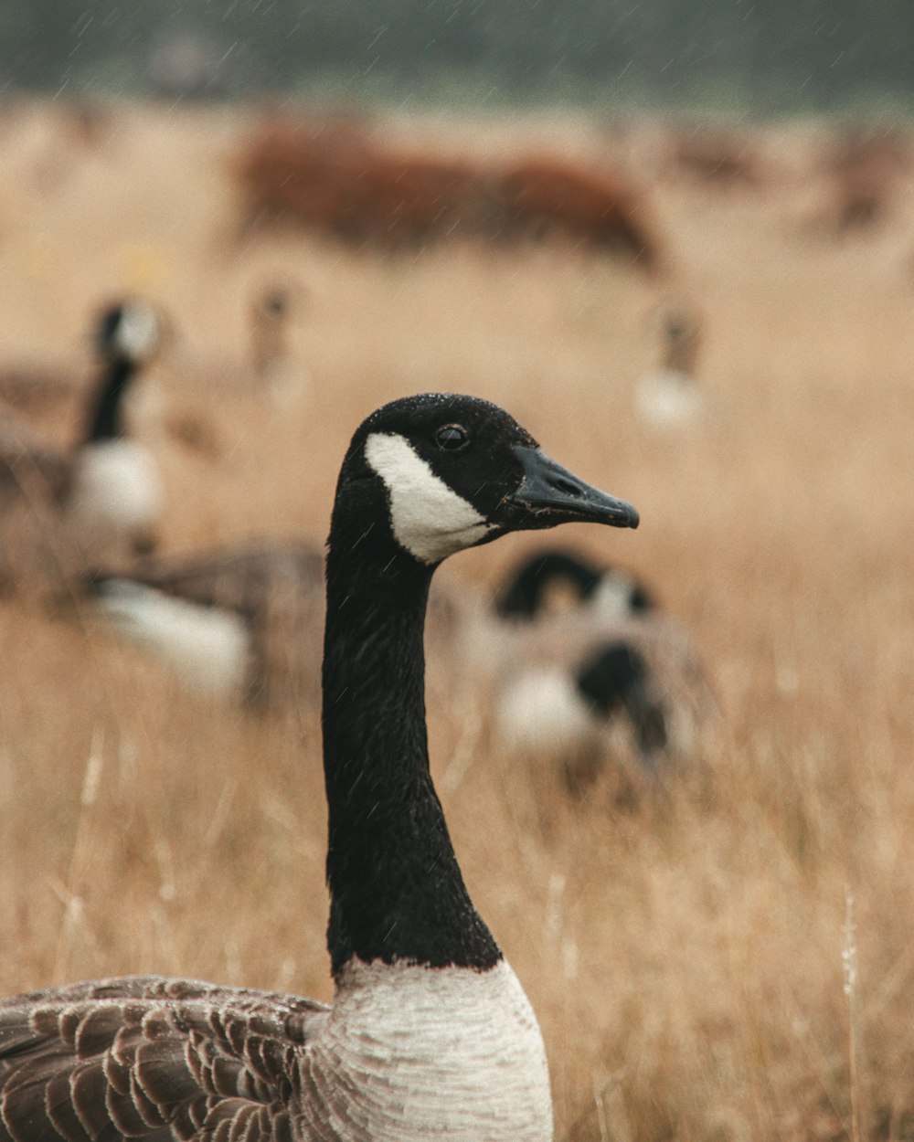 a black and white duck standing in a field