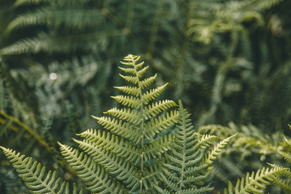 a close up of a green plant with lots of leaves