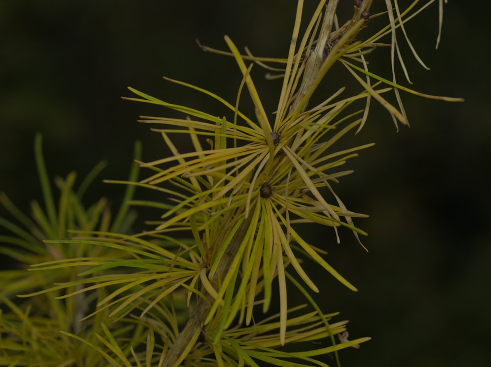 a close up of a pine tree branch